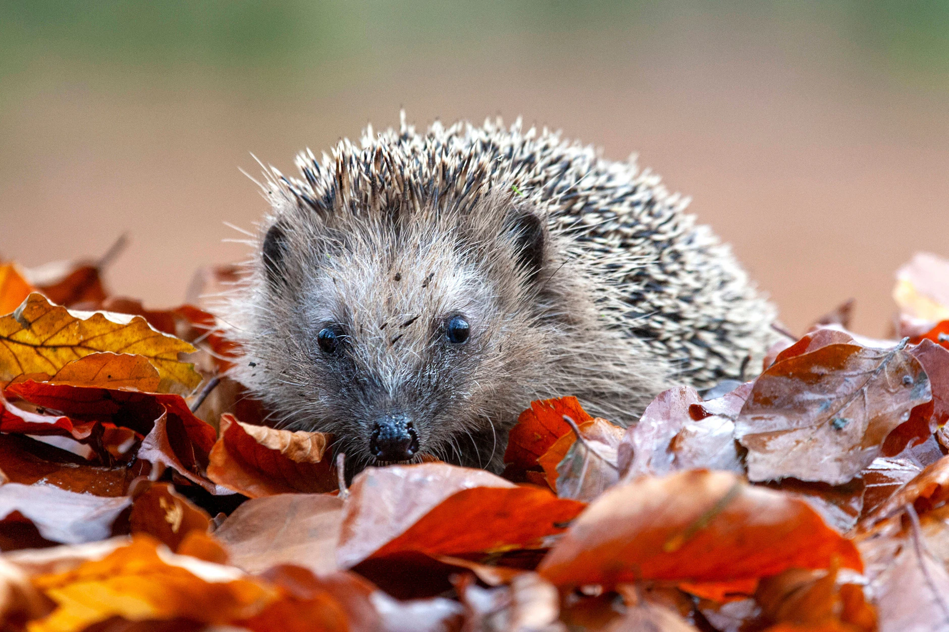 Igel wirken im Garten unscheinbar, gerade im Herbst, aber auch im Frühling können sie leicht übersehen werden.