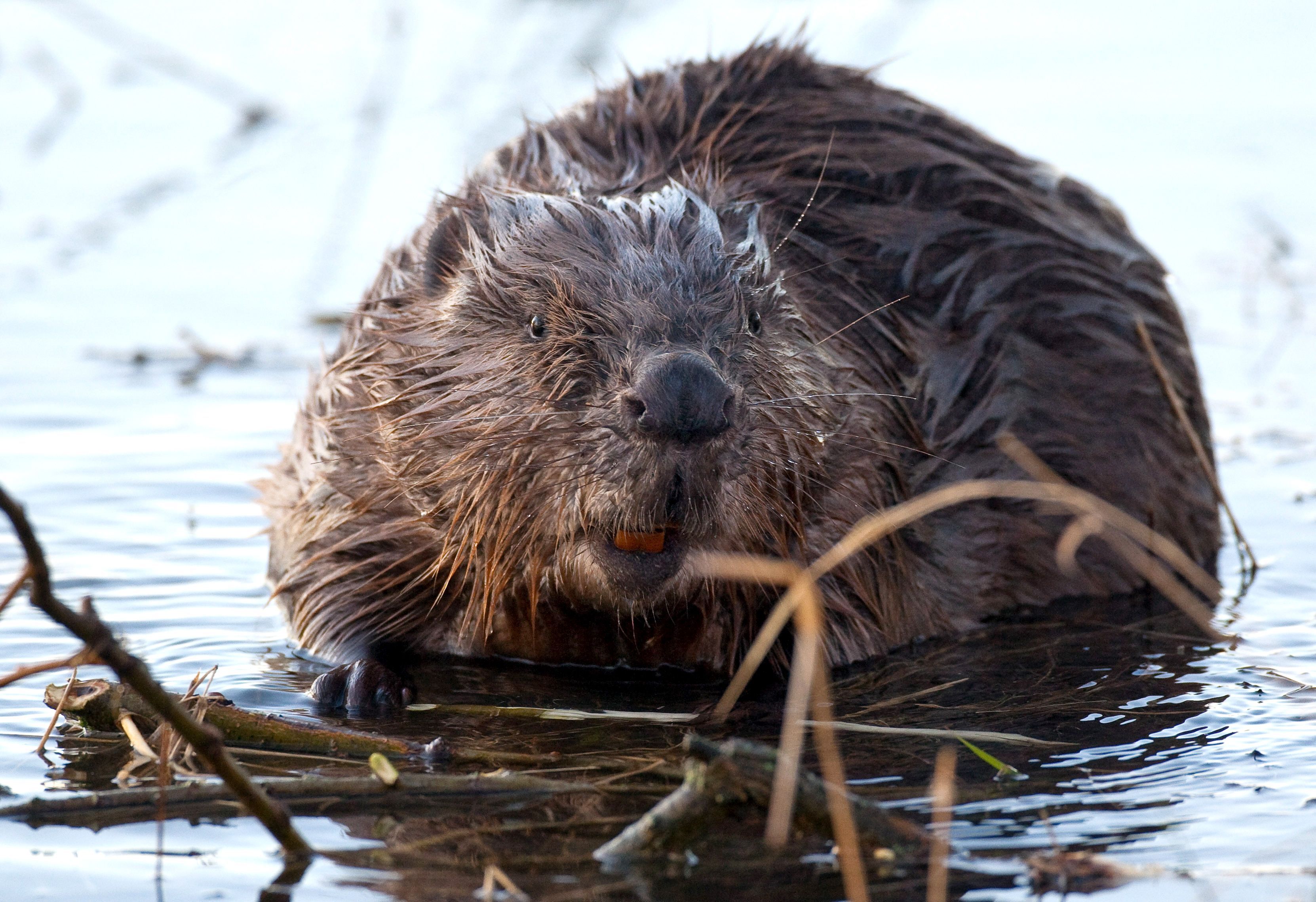 Image - Trotz strengem Schutz: Biber am Flughafen BER dürfen geschossen werden
