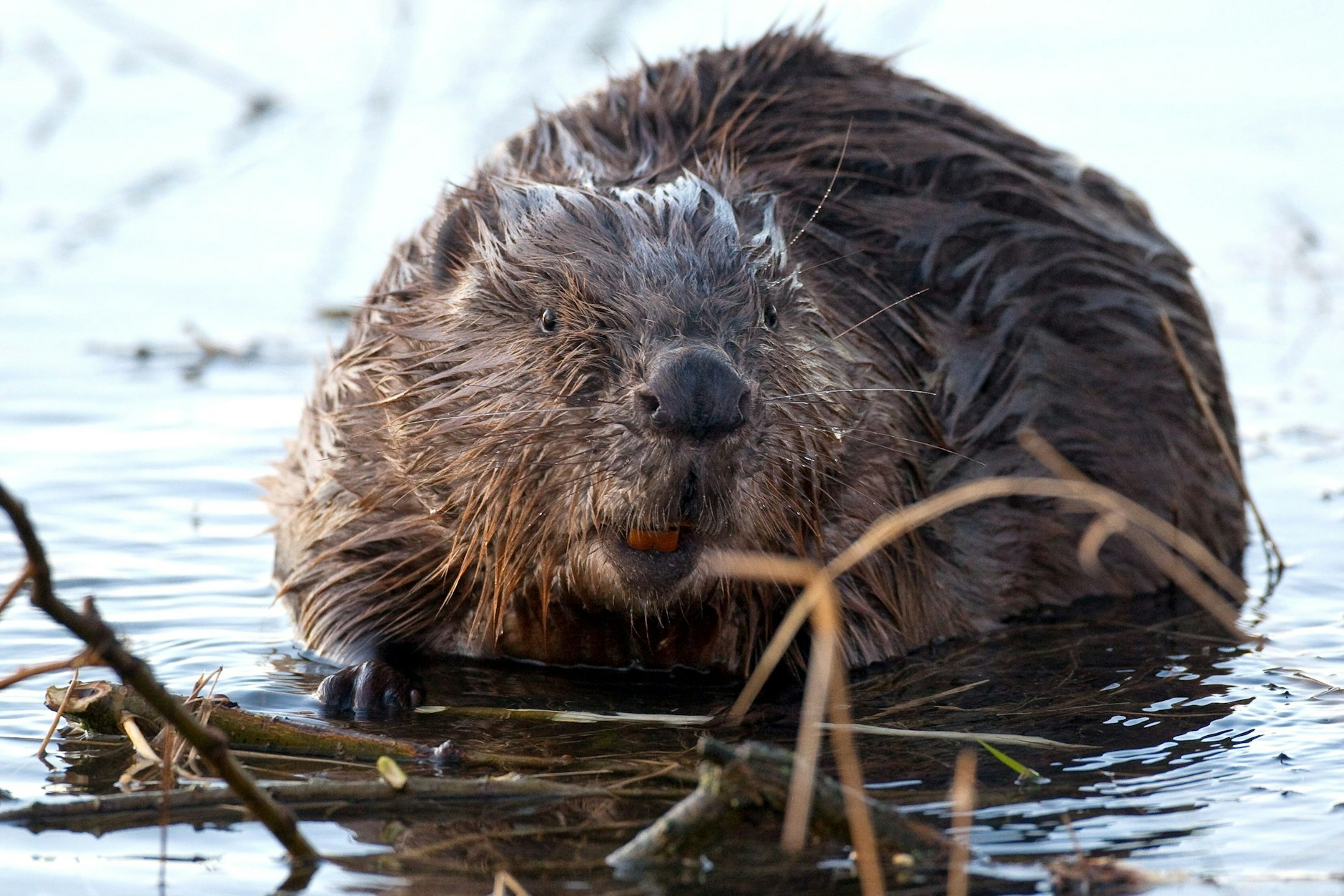 Biber leben auch auf dem Gelände des Hauptstadtflughafens.