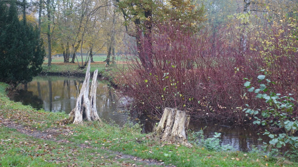 Im 1705 angelegten Schlosspark Schönhausen sieht man viele Überreste von abgestorbenen Bäumen.