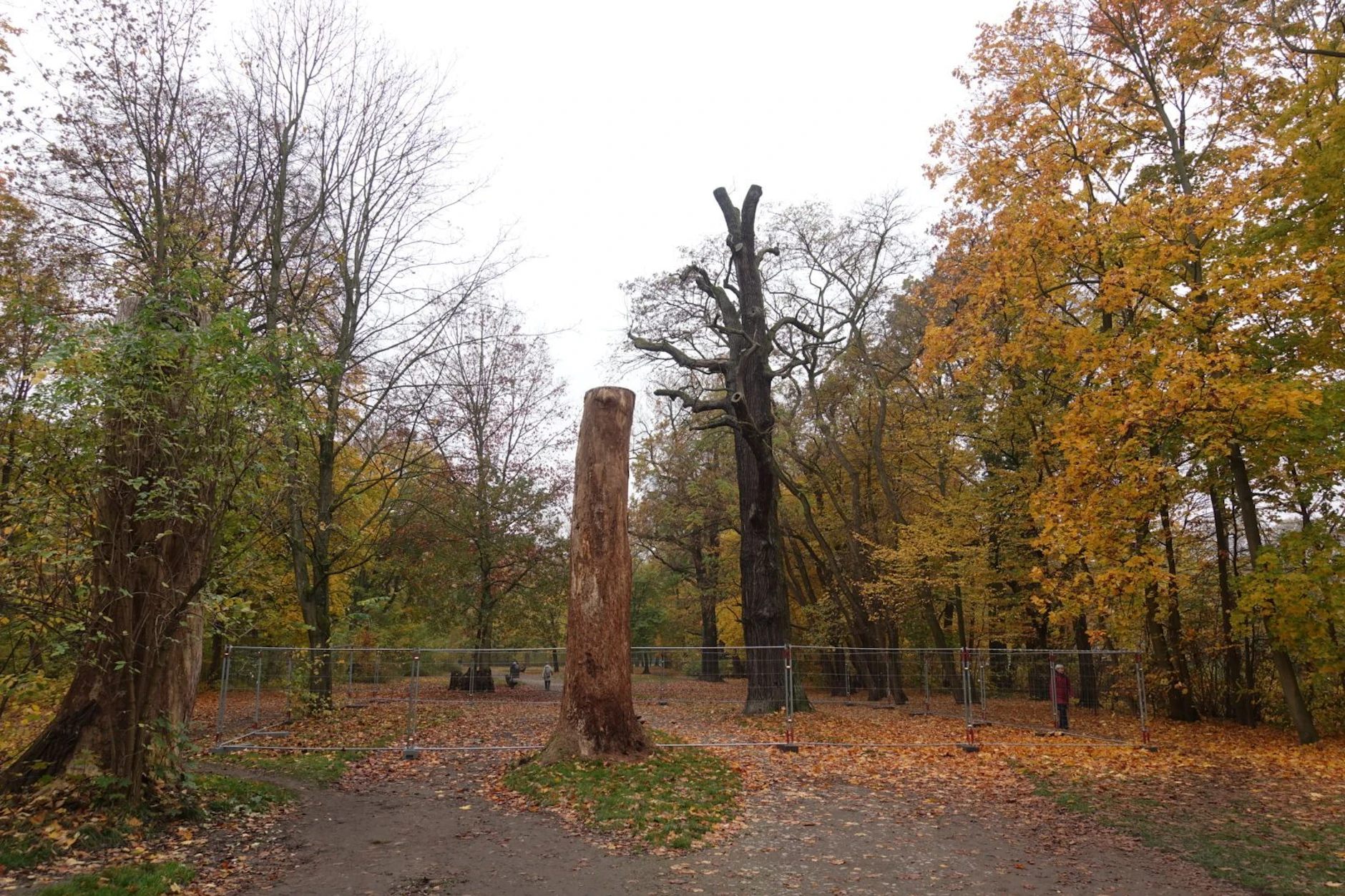 Der Baum im Vorgrund wurde schon heruntergekürzt, jetzt ist auch die große, über 300 Jahre alte Stieleiche dahinter tot. Er ist eingezäunt, um Spaziergänger zu schützen.