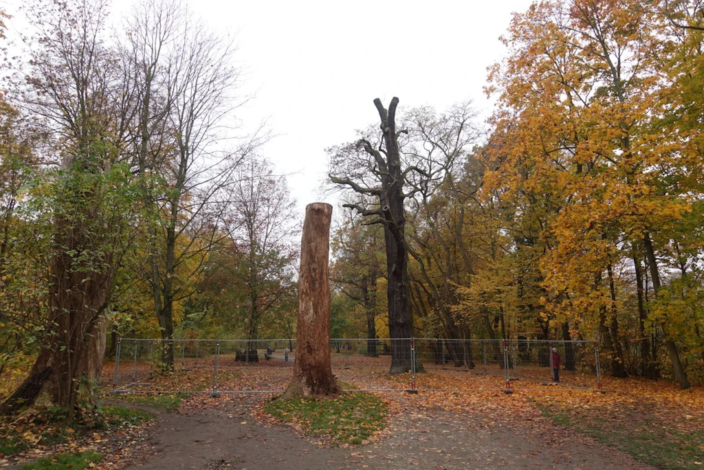 Mit Zaun abgesperrt: Uralt-Eiche in Berliner Park droht umzustürzen