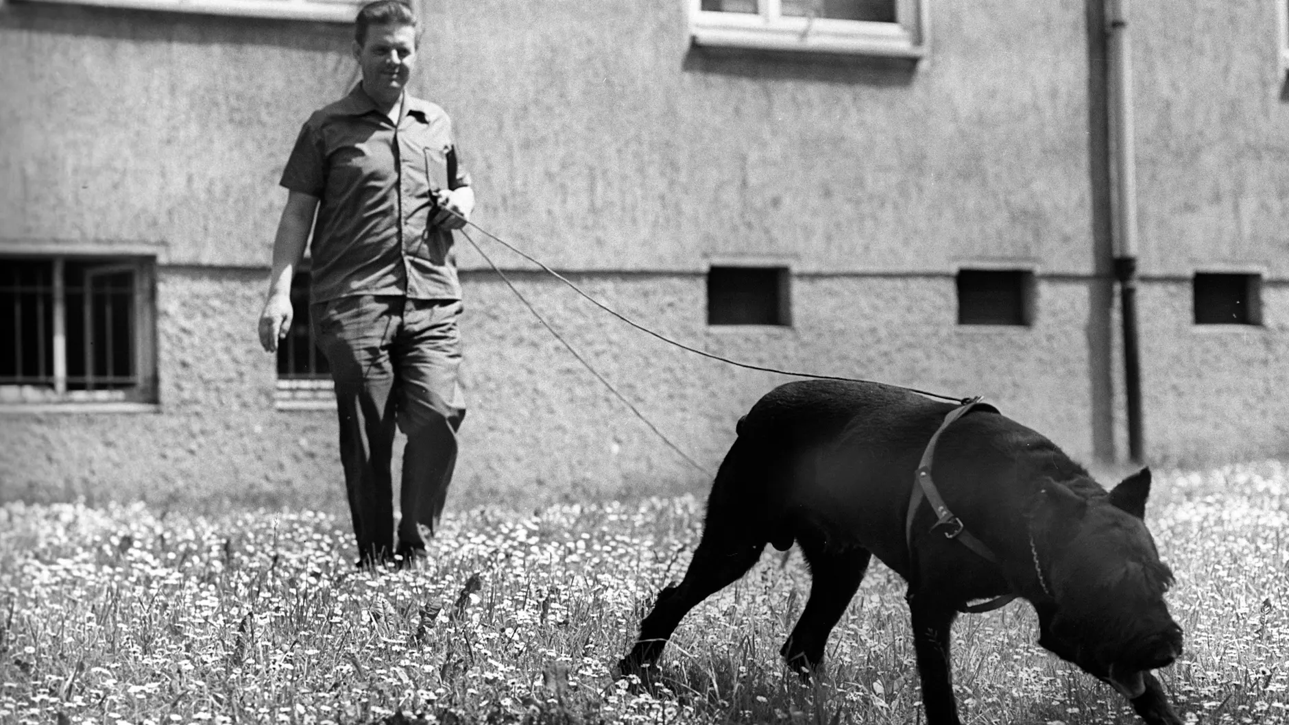 Tatort-Arbeit am 24. Juli 1971: Ein Polizist nimmt in Karl-Marx-Stadt mit einem Hund die Spur eines geflohenen Täters auf.