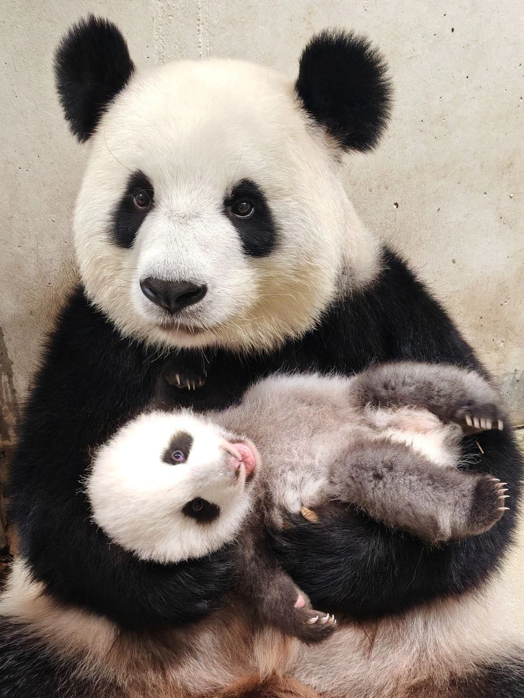 Gehört zum täglichen Tagesablauf: Kuscheln mit Mama Meng Meng.