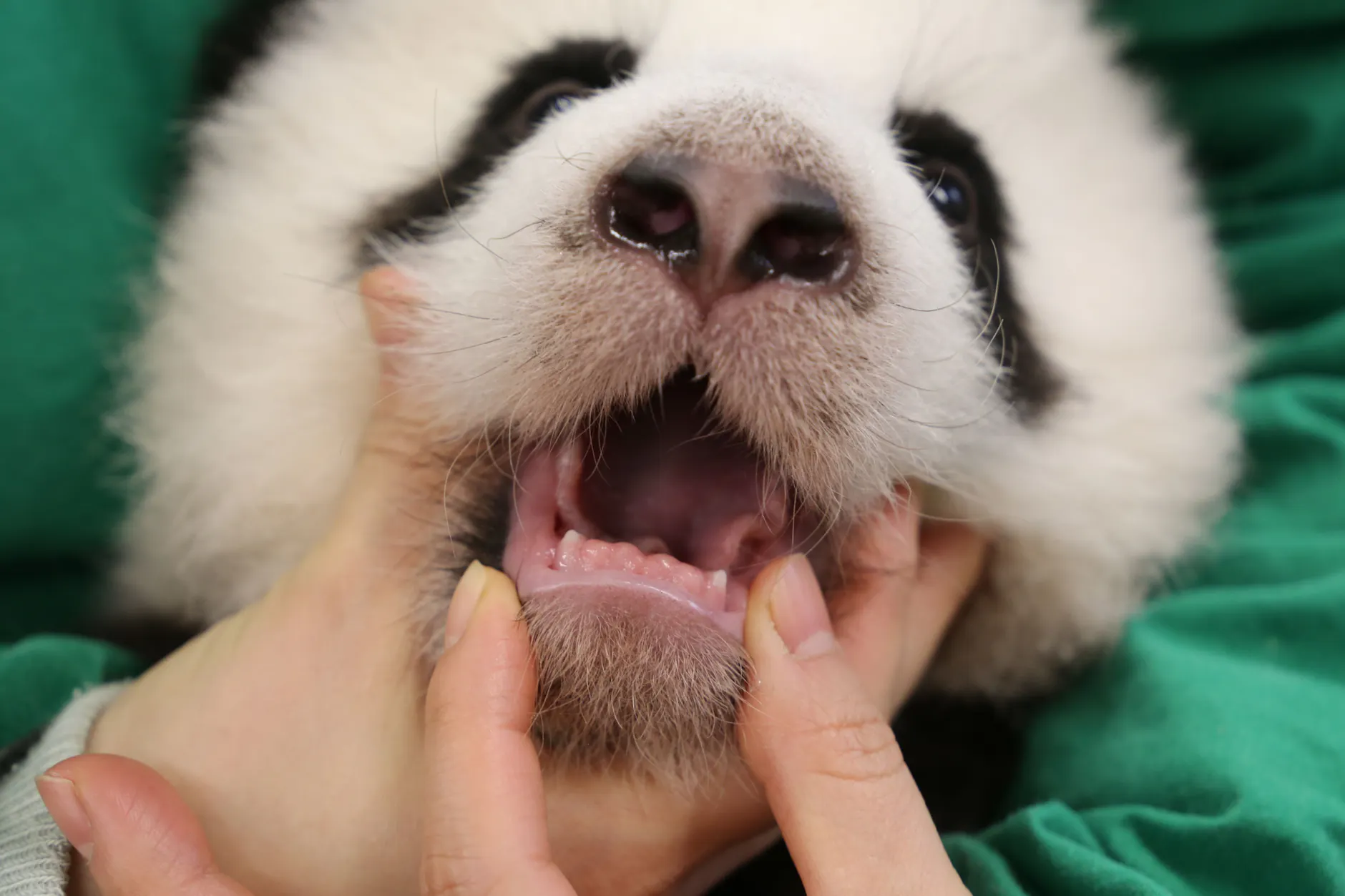 Die Berliner Panda-Babys aus dem Zoo Berlin zeigen jetzt ihre ersten kleinen Zähne.