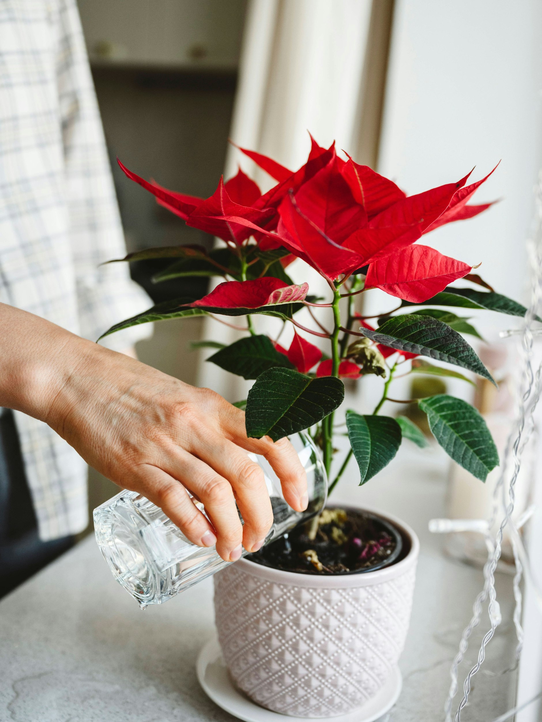 Immer wieder ein bisschen gießen? Das gefällt dem Weihnachtsstern nicht gut. Besser ist ein Tauchbad immer dann, wenn die Erde ganz trocken ist.