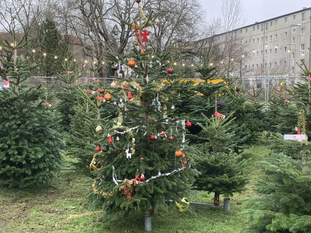 Weihnachtlich geschmückt: Bei Prima-Tannen werden Bäume aus Dänemark verkauft.
