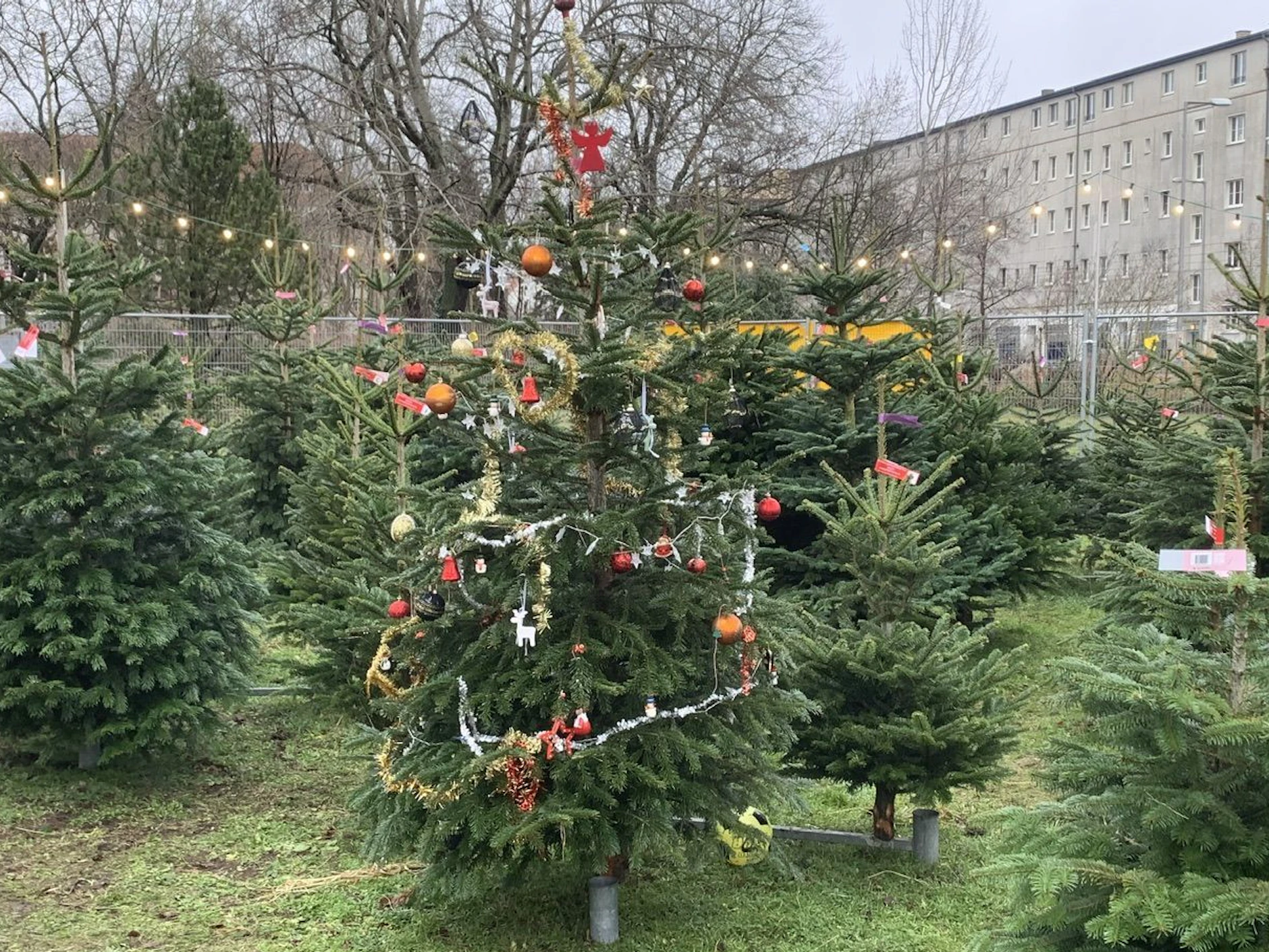 Weihnachtlich geschmückt: Bei Prima-Tannen werden Bäume aus Dänemark verkauft.