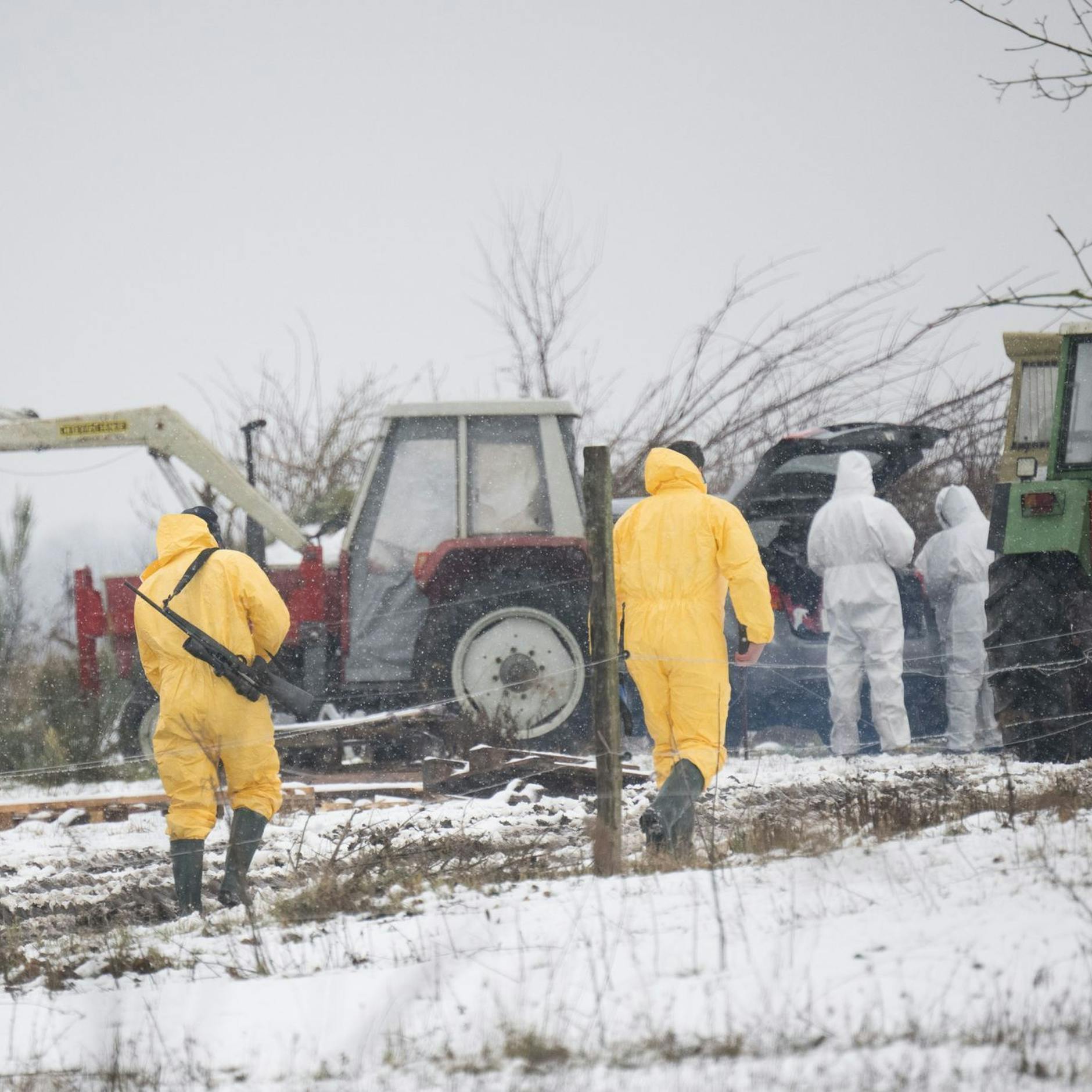 Image - Maul- und Klauenseuche in Berlin: Zoo und Tierpark schließen – können Menschen erkranken?