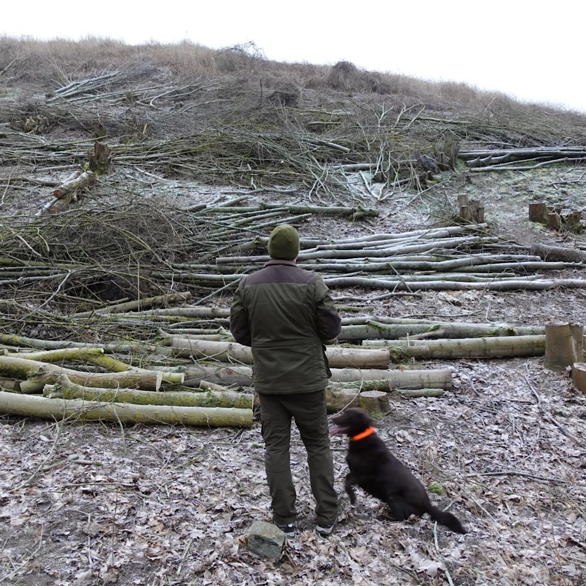 Im Grunewald: Irrer Holzdieb fällt 50 Bäume und verwüstet ganzen Hang