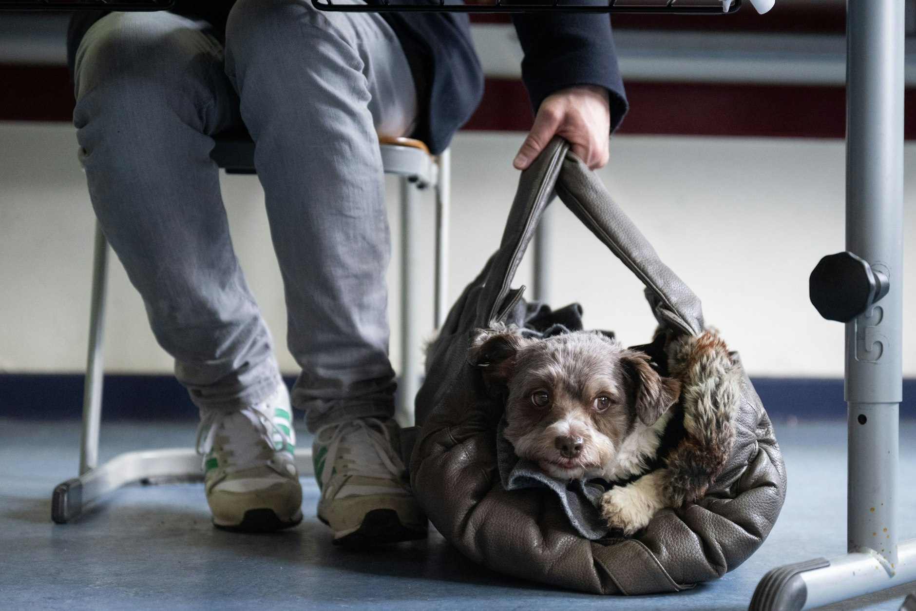 Berlin: Ein Mann sitzt in seinem Wahllokal bei der Stimmabgabe neben seinem Hund Jogi.