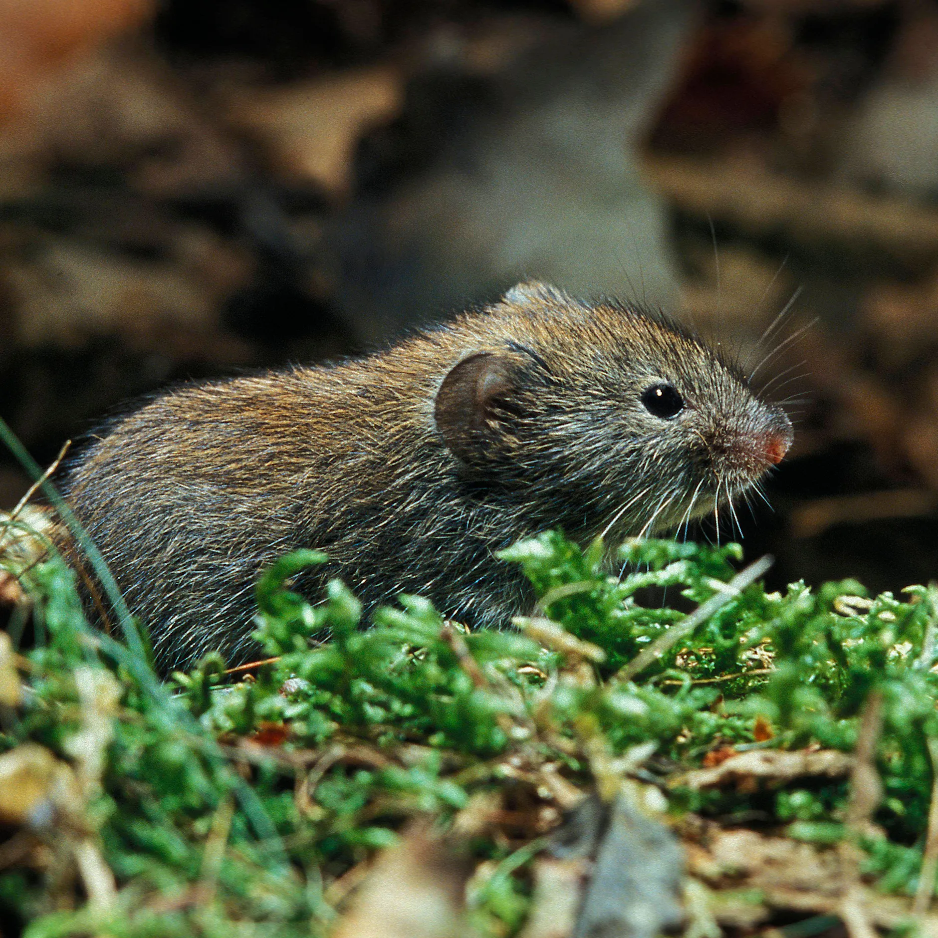 Hanta-Virus: Diese Maus überträgt auch bei uns die gefährliche Krankheit