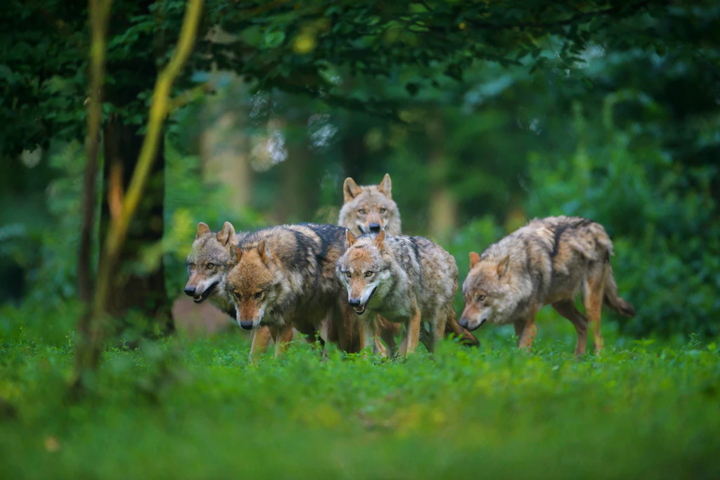 Die Angst der Anwohner: So viele Wölfe und Wolfsangriffe gibt es