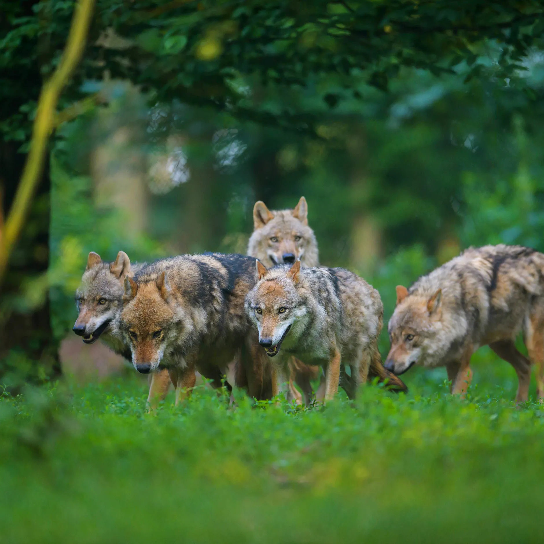 Die Angst der Anwohner: So viele Wölfe und Wolfsangriffe gibt es