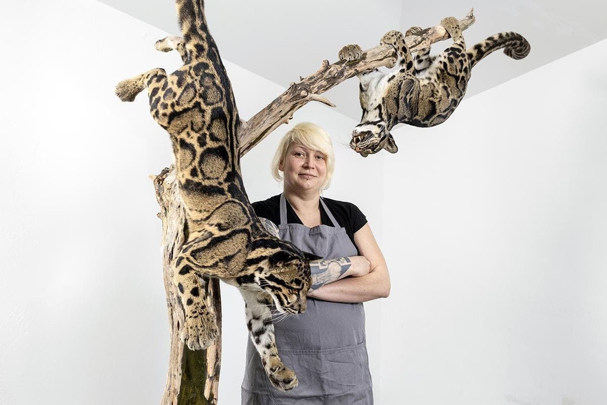 Die Präparatorin Christin Scheinpflug mit dem Präparat der beiden Nebelparder, für das sie mit dem Titel „Best of Europe in Mammals“ ausgezeichnet wurde.