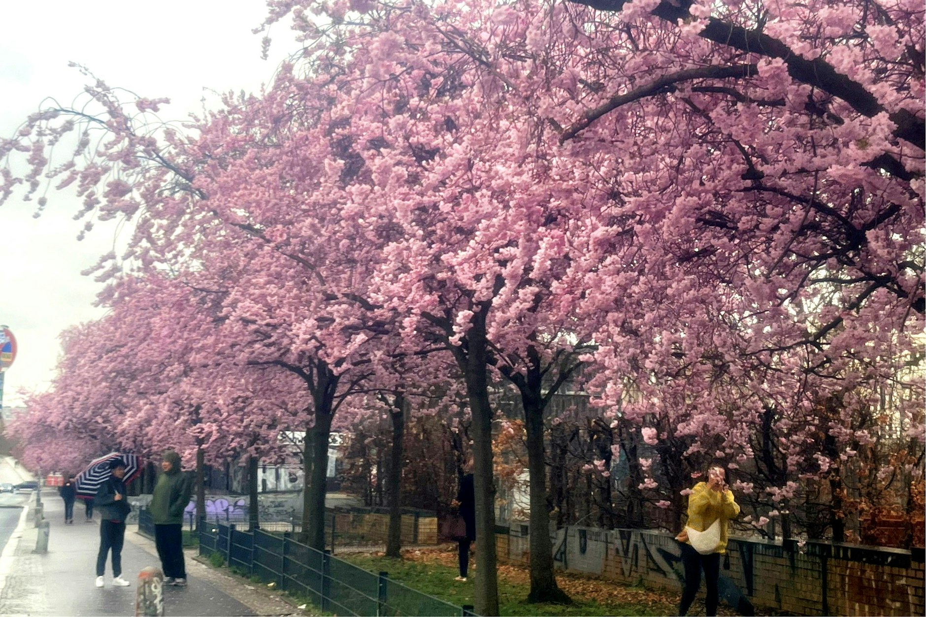 Auf Kirschblüten-Safari: japanisches Hanami im deutschen Berlin-Mitte
