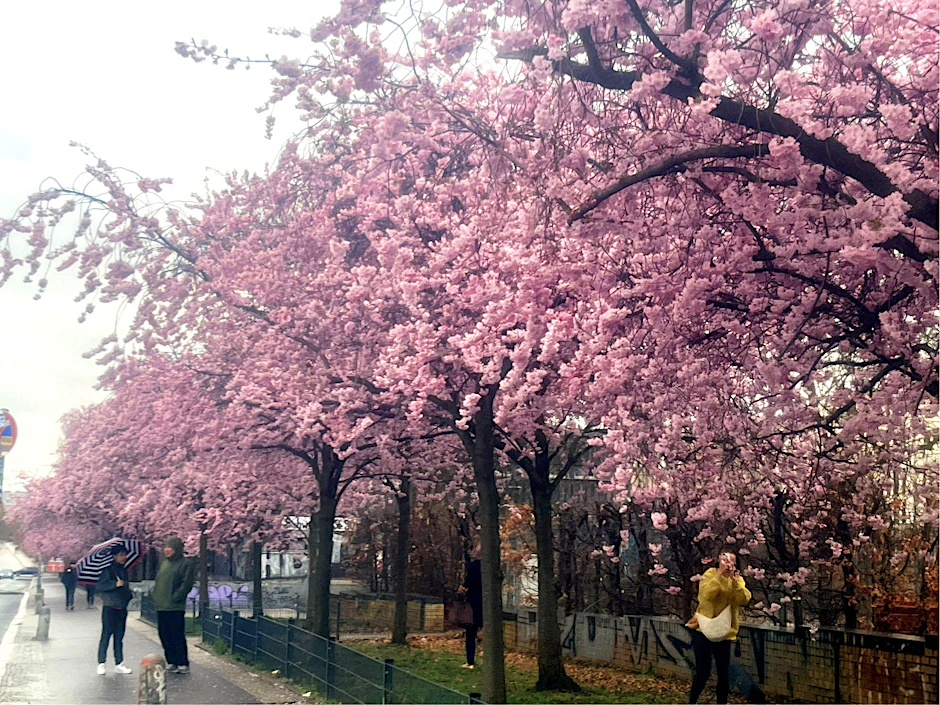 Auf Kirschblüten-Safari: Japanisches Hanami im deutschen Berlin-Mitte