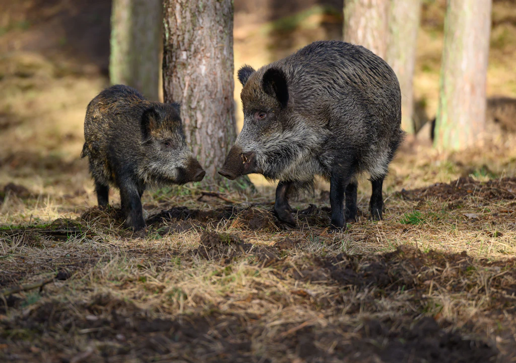 Verwüstete Gräber in Ruhleben: Die stille Macht der Wildschweine