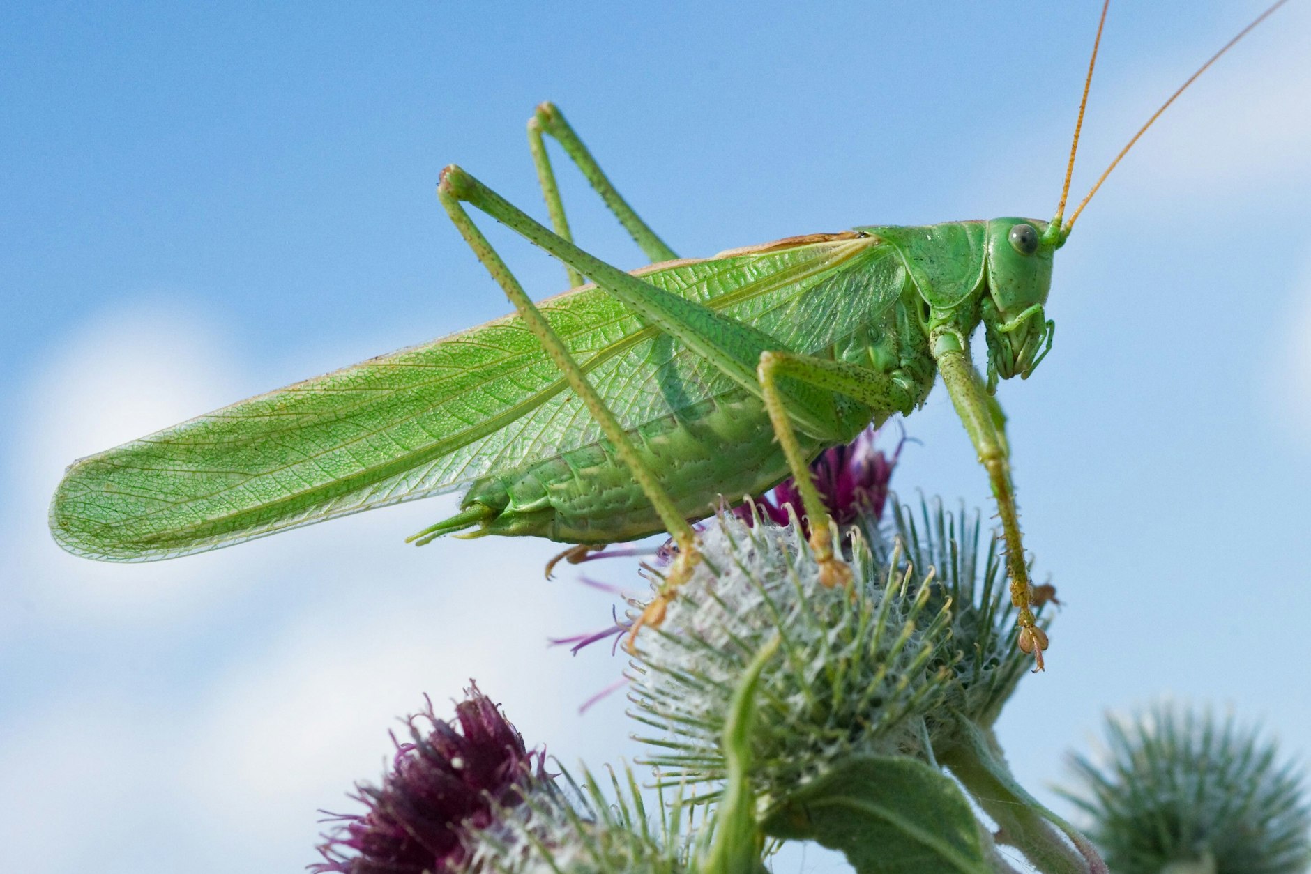 Eine Heuschrecke sitzt am Feldrand unweit der brandenburgischen Ortschaft Müncheberg auf einer Distelblüte.
