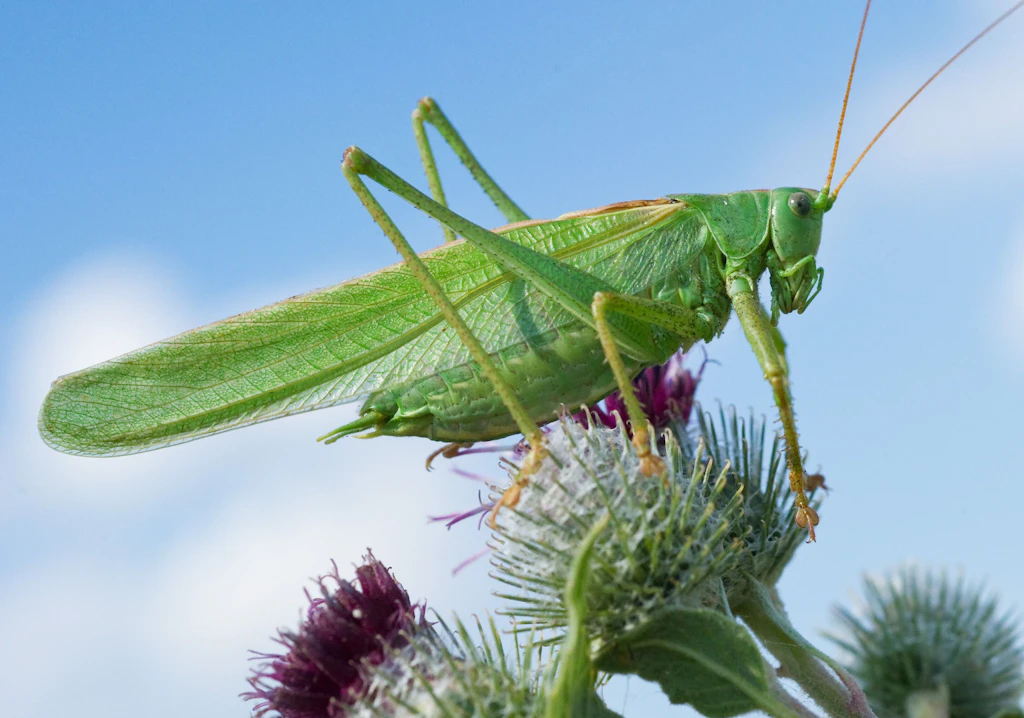 Alarmierende Studie: Was Insekten womöglich noch mehr schadet als Pestizide