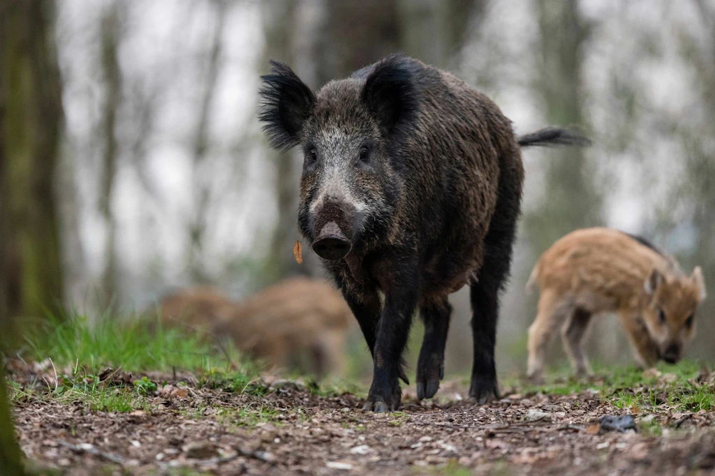 Wildschweine: Diese Tiere sind ständig auf der Suche nach Futter.