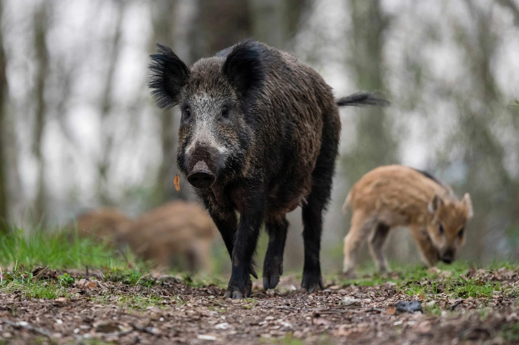 Wildschweine: Diese Tiere sind ständig auf der Suche nach Futter.