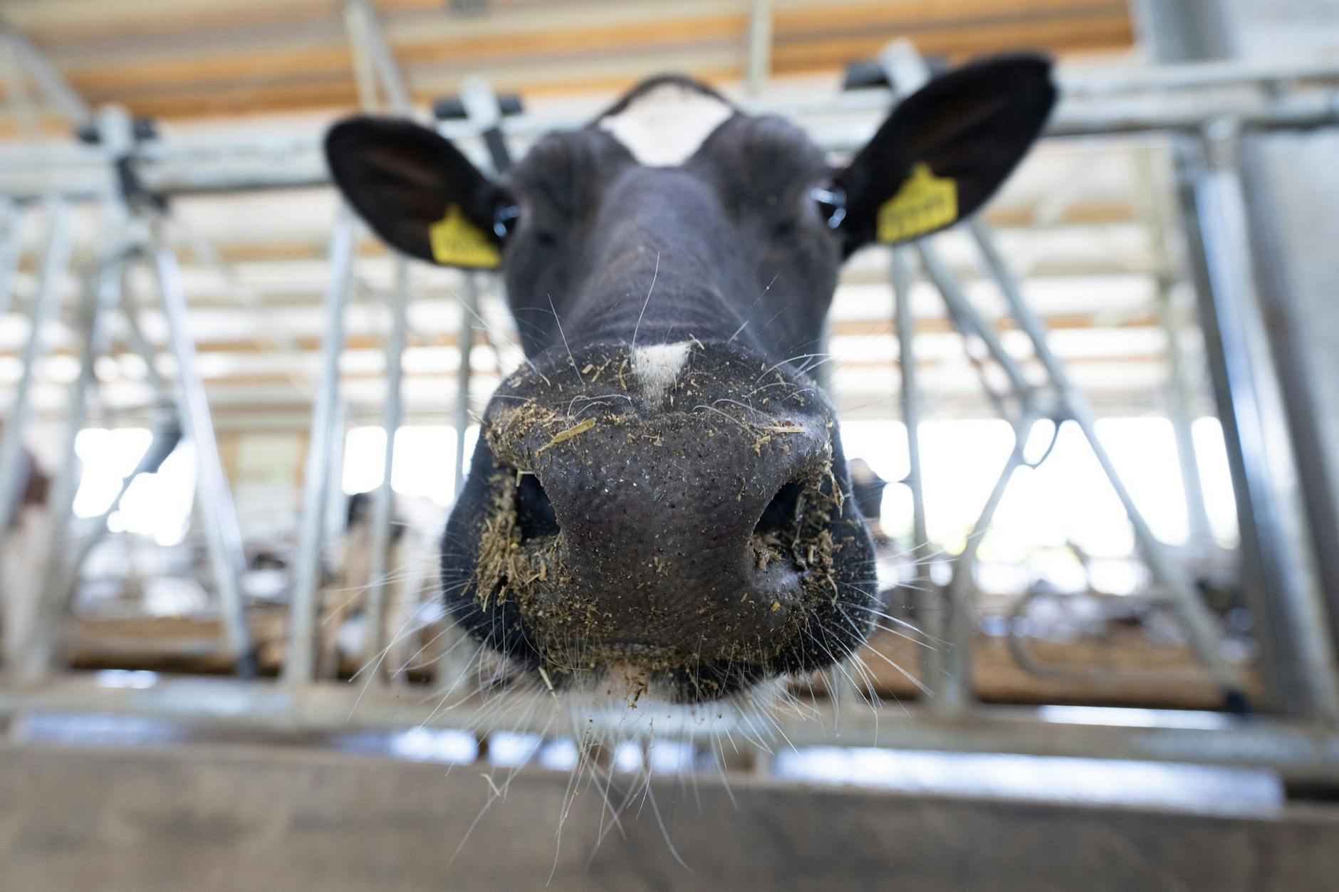 Schadet Bovaer Kühen? Warum wird diese Frage erst jetzt geklärt?