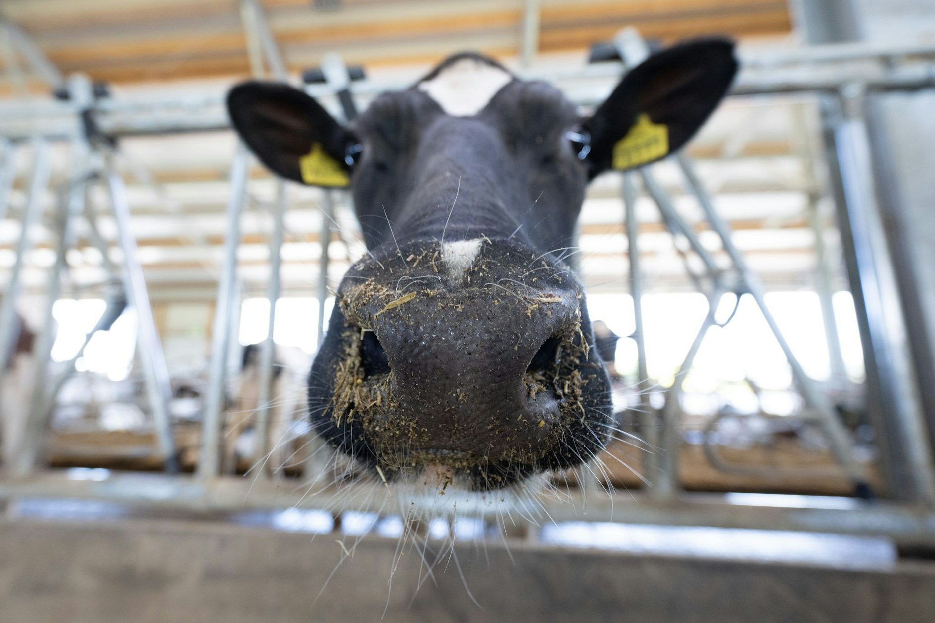 Schadet Bovaer Kühen? Warum wird diese Frage erst jetzt geklärt?