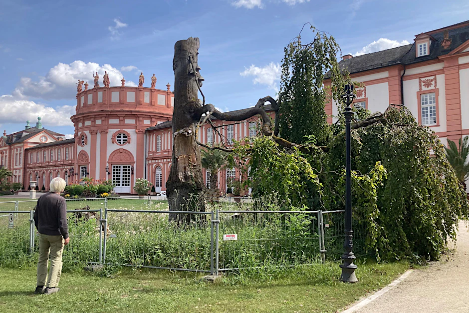 Demnächst anderweitig verfügbar: Im Biebricher Schloss in Wiesbaden befindet sich bis Ende des Jahres noch die FBW, danach schließt die Filmbewertungsbehörde.