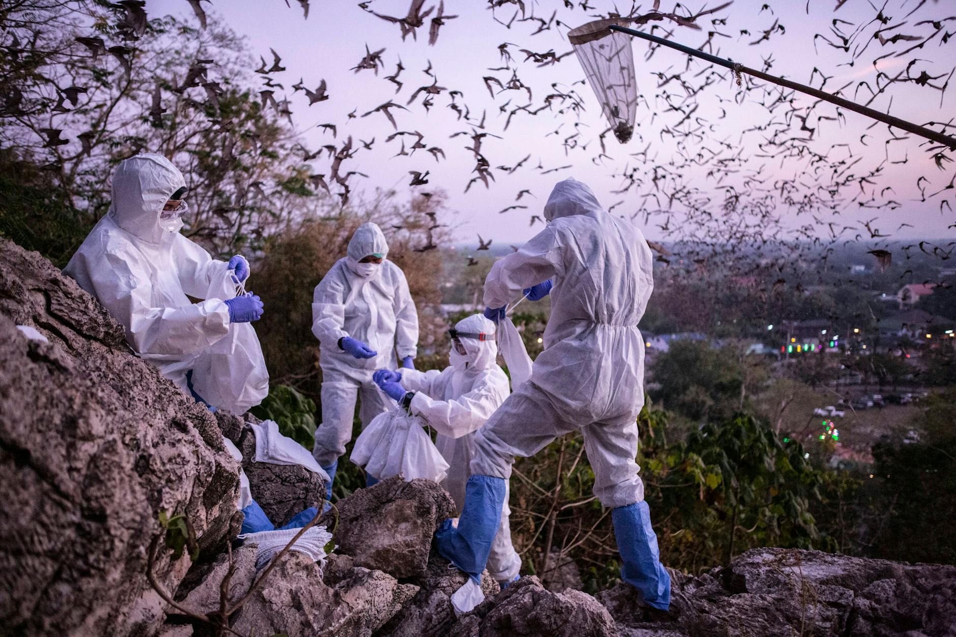 Dezember 2020: Forscher in Thailand untersuchen Fledermäuse zur Erforschung der Herkunft des Covid-19-Virus.