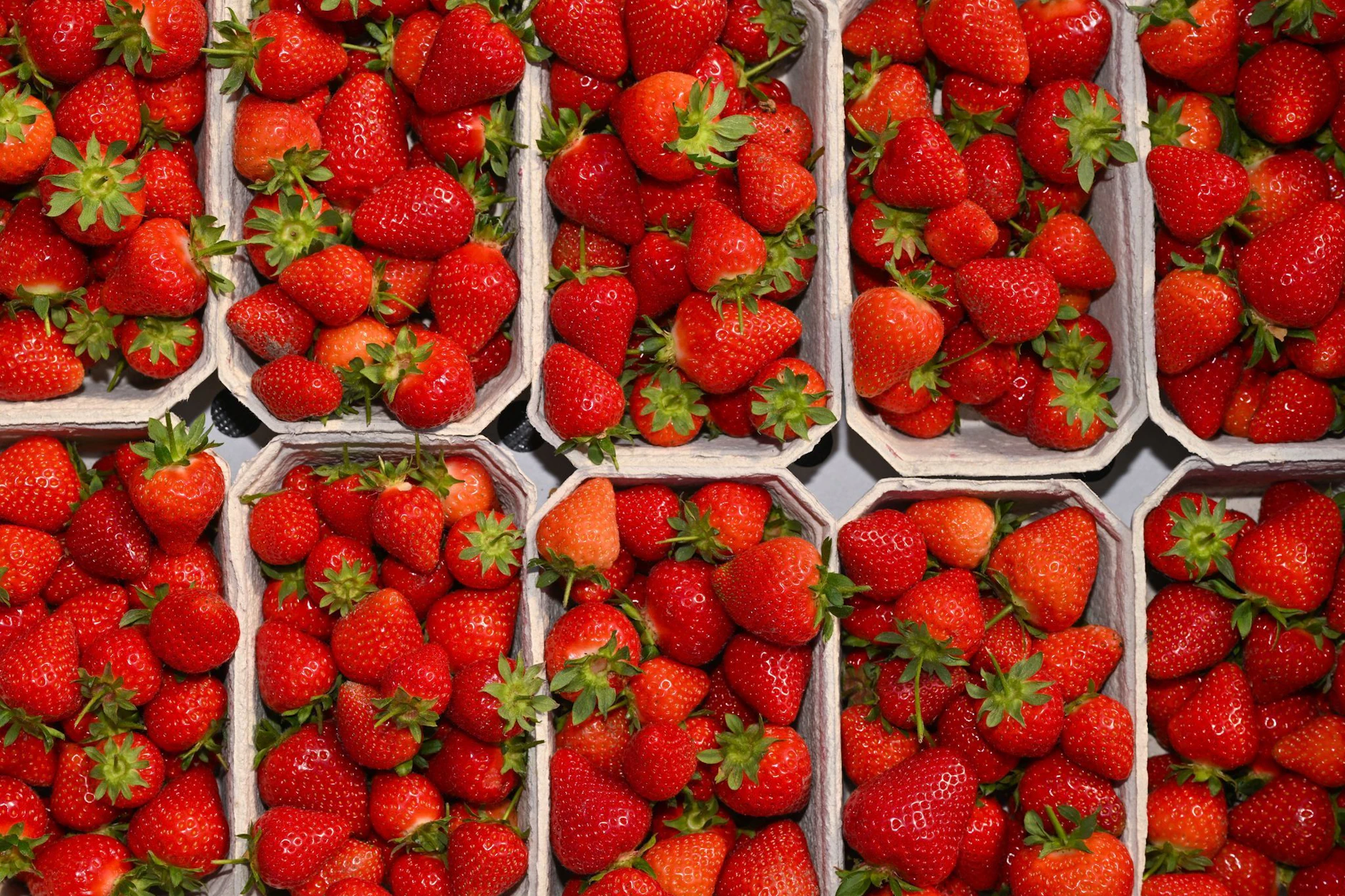 Frische Erdbeeren warten auf Käufer. Doch die schreckt der hohe Preis für deutsche Erdbeeren.