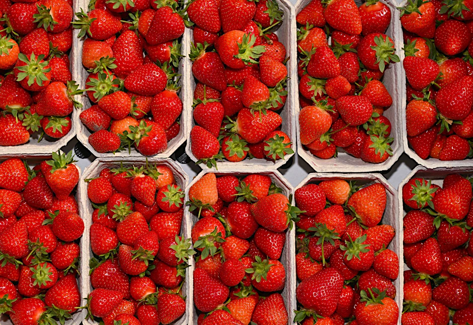 Frische Erdbeeren warten auf Käufer. Doch die schreckt der hohe Preis für deutsche Erdbeeren.