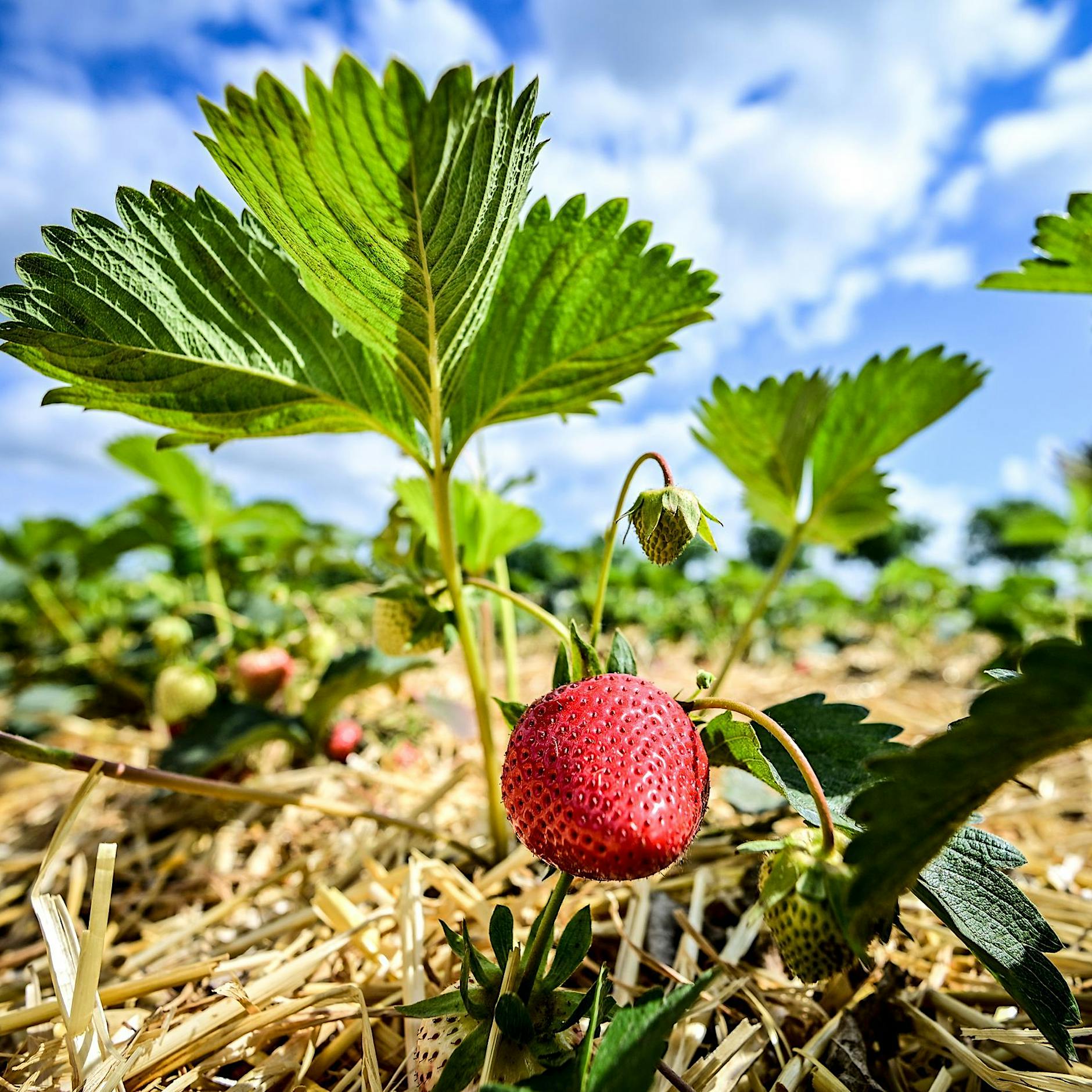 Showdown auf dem Erdbeerfeld: Wie ich um die letzten Beeren Berlins kämpfte