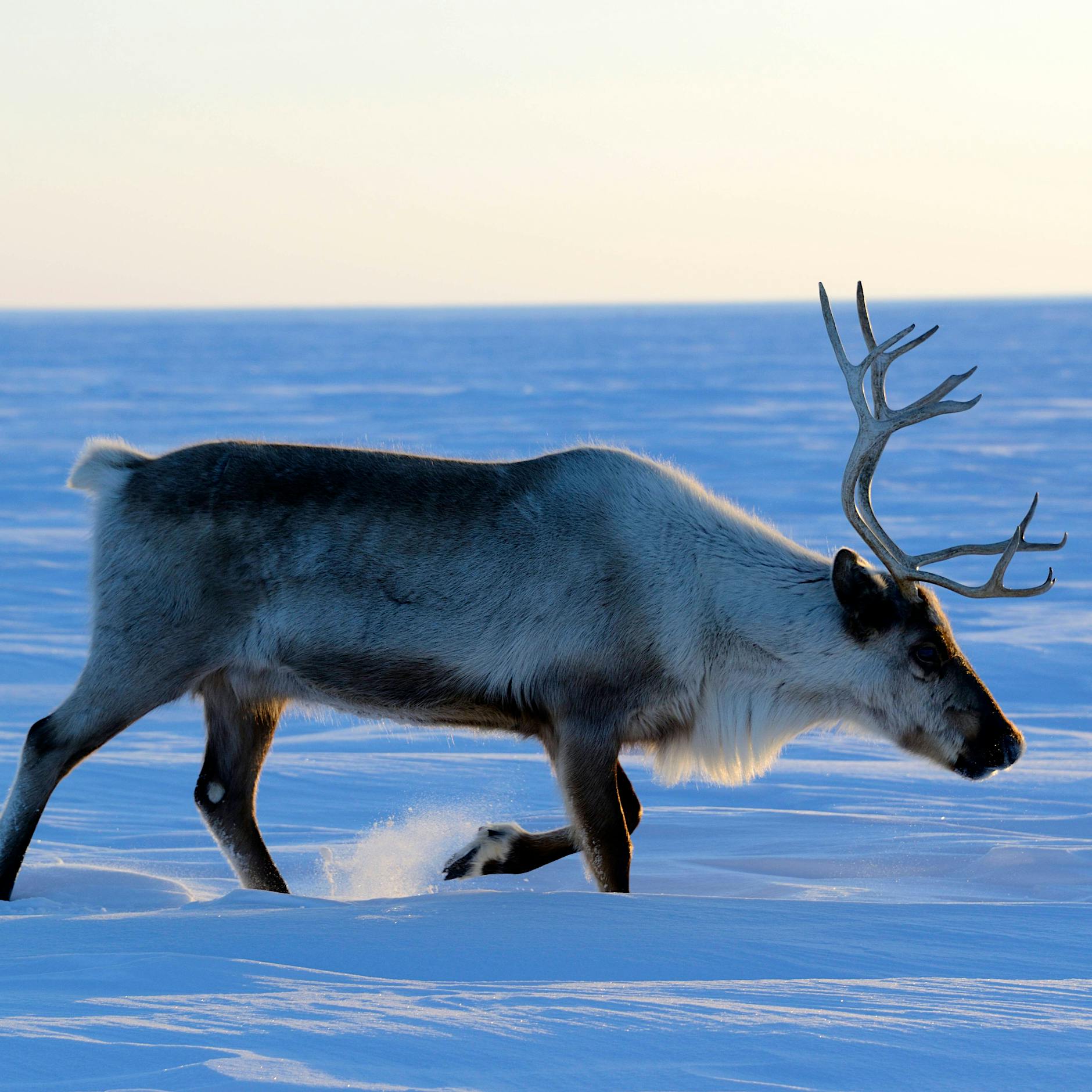 CDU drängt auf Wehrpflicht: Warum ich eher das Land verlassen als zur Waffe greifen würde