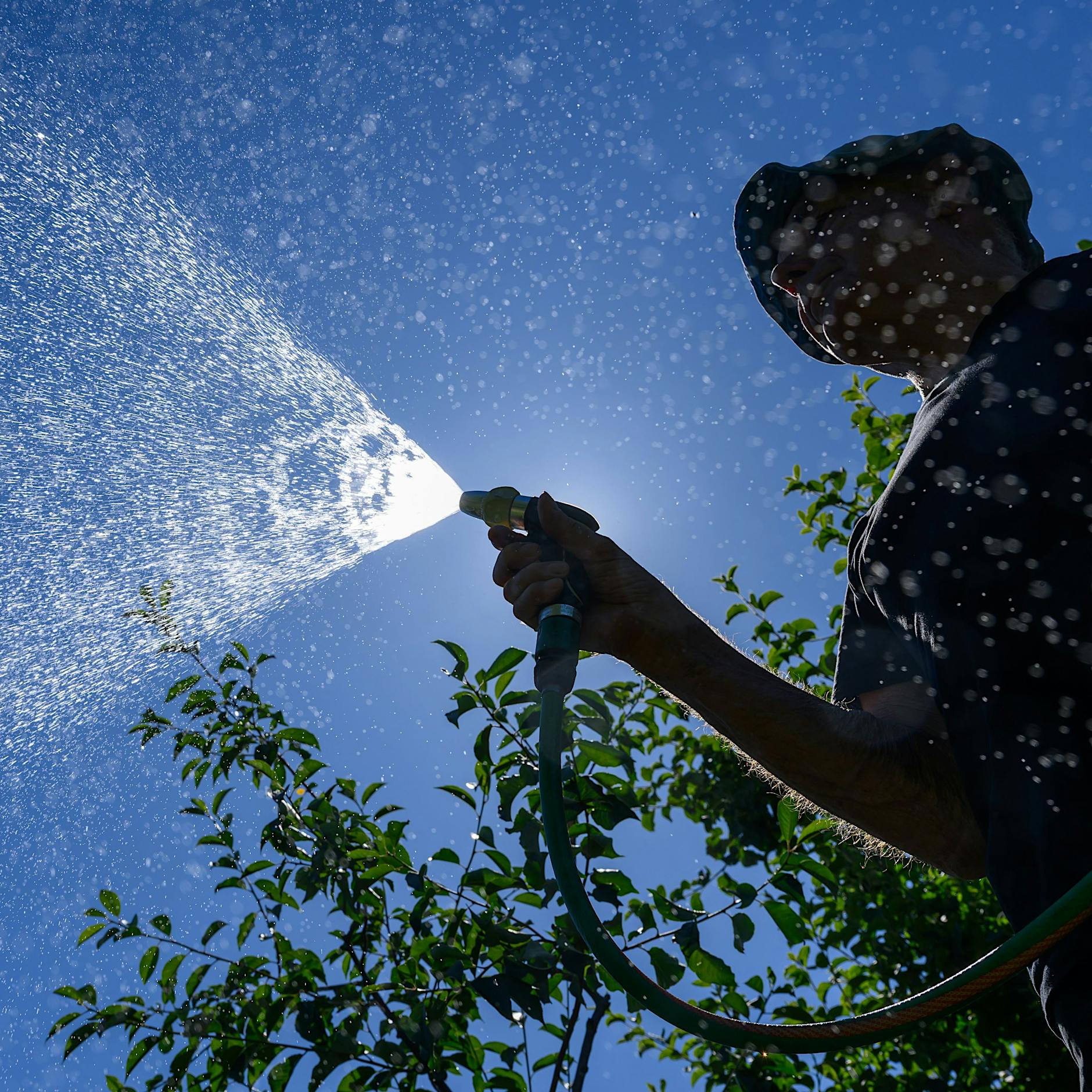 Sie züchten, ich zerstöre: Bilanz nach einem Jahr Arbeit im Kleingarten