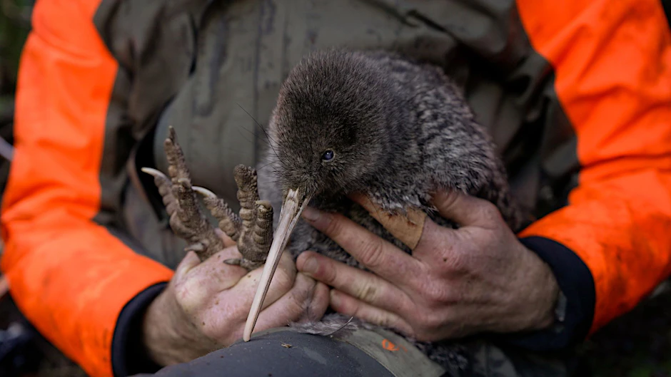Der Ranger Iain Graham hält das weibliche Kiwi-Pukupuku.
