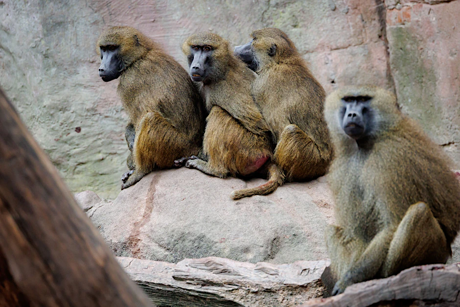 Im Nürnberger Tiergarten sollen Paviane getötet werden wegen Platzmangels im Gehege.