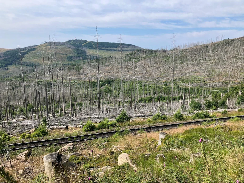 Grenzgänger auf dem Brocken: Zwischen dem deutschen Totholz wächst neues Grün