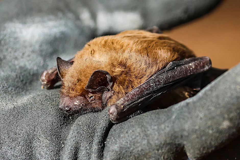 In Charlottenburg-Wilmersdorf haben Tierärzte Tollwut bei einer Fledermaus nachgewiesen.