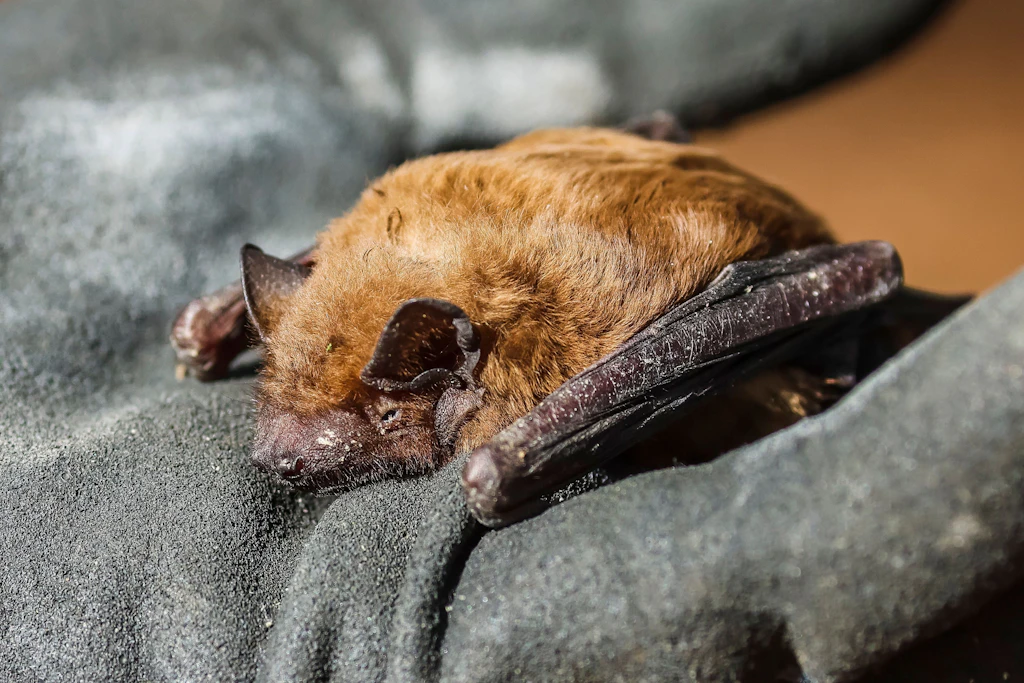 Berlin: Tollwutvirus bei Fledermaus in Charlottenburg nachgewiesen