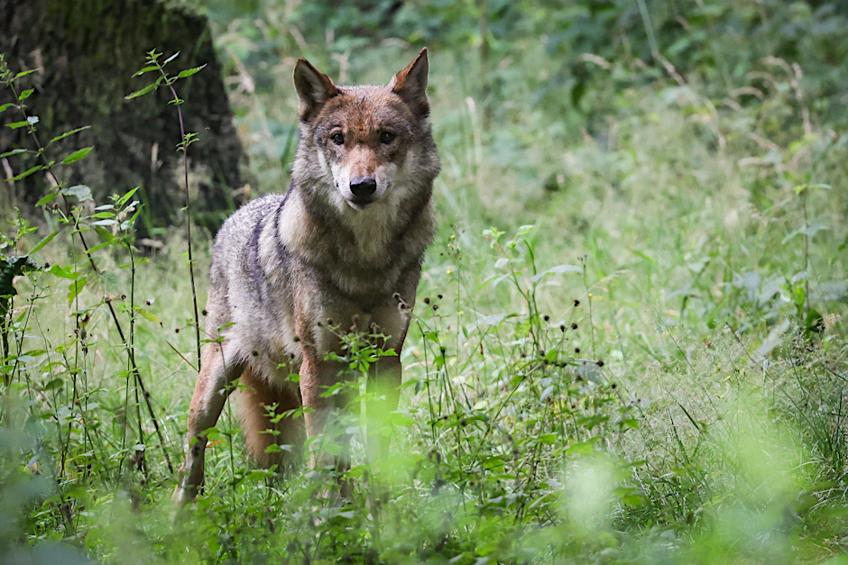 Ein Wolf steht im Gras.
