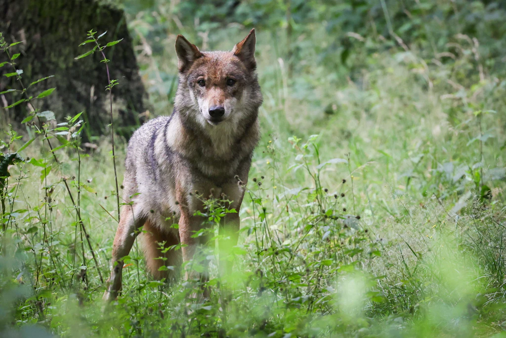 Wolf schleift Sechsjährigen in Wald: Kind in Klinik, Warnung für Naturgebiete