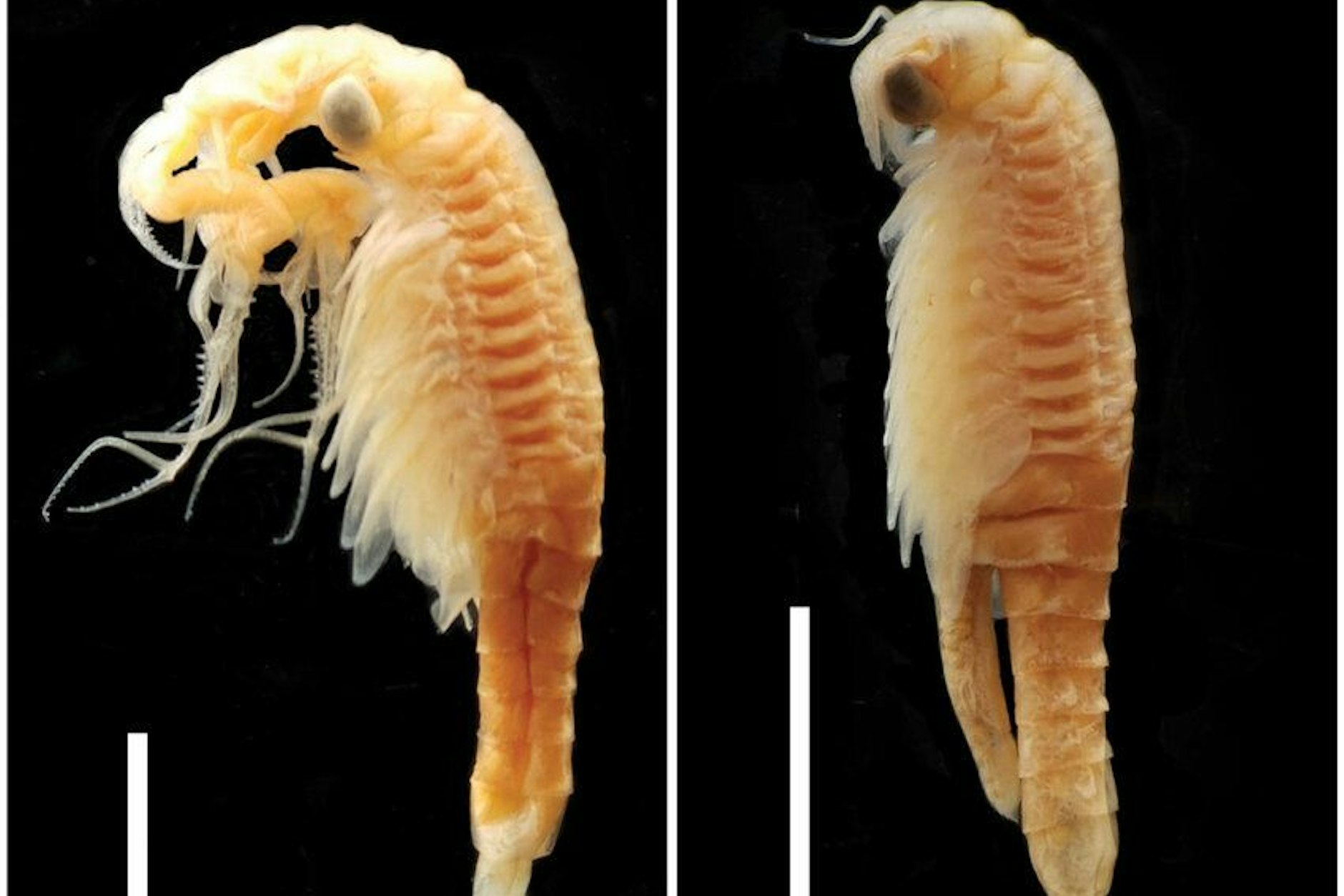 Der neu entdeckte Feenkrebs <em>Streptocephalus warliae</em>