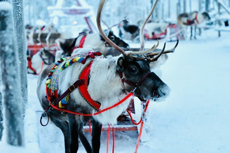 Lappland erleben: 8 Tage Winterzauber am Polarkreis inklusive Direktflug – jetzt Wintermärchen buchen!