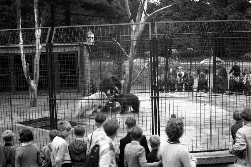 Kinder betrachten im Tierpark Friedrichsfelde in&nbsp;Berlin (Ost)  Bären in einem großen Käfig.
