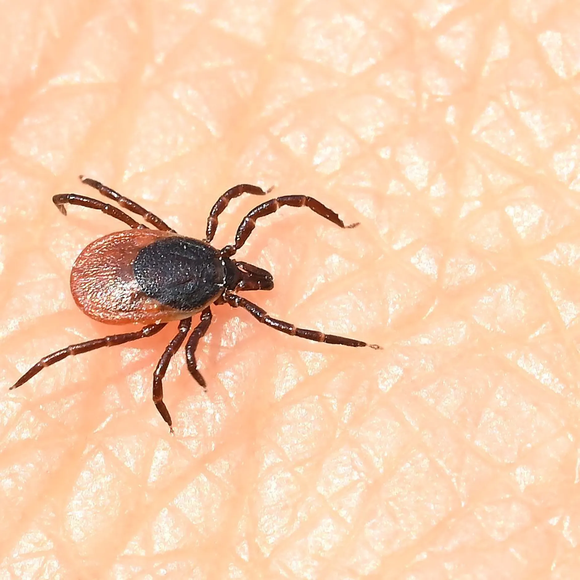 Zeckensaison startet: Diese Pflanzen helfen dagegen