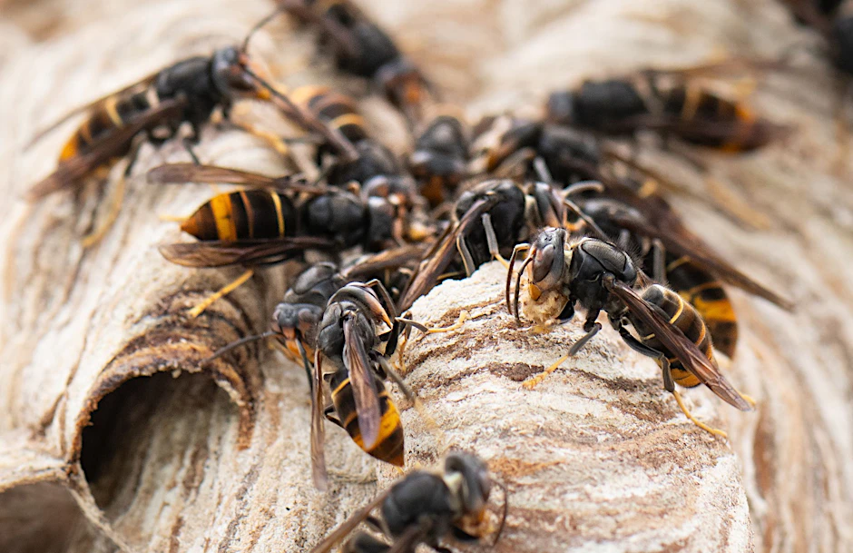 Asiatische Hornissen sitzen auf ihrem Nest.