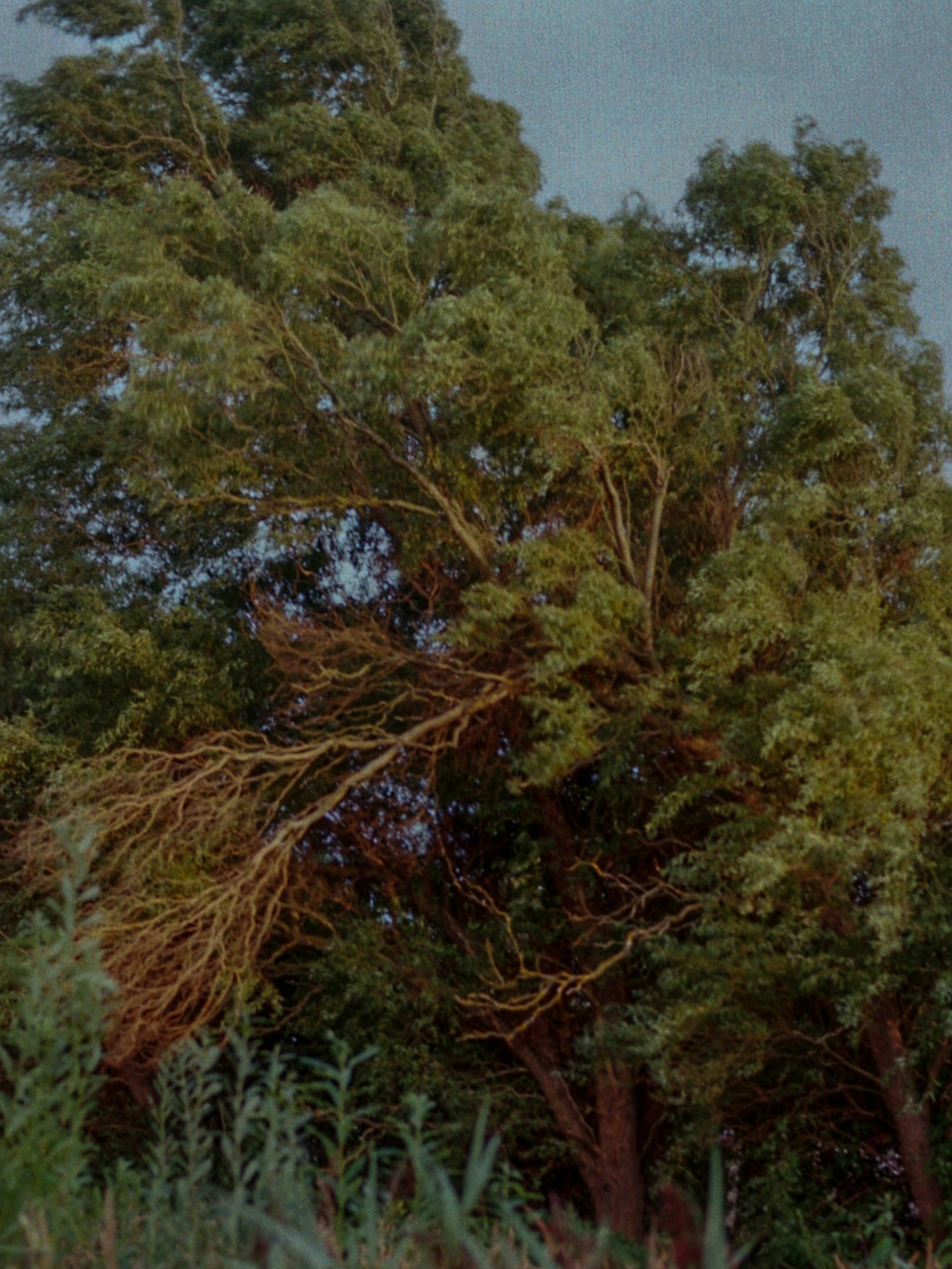 Natur und Stille finden sich auf Hiddensee in großem Ausmaß.