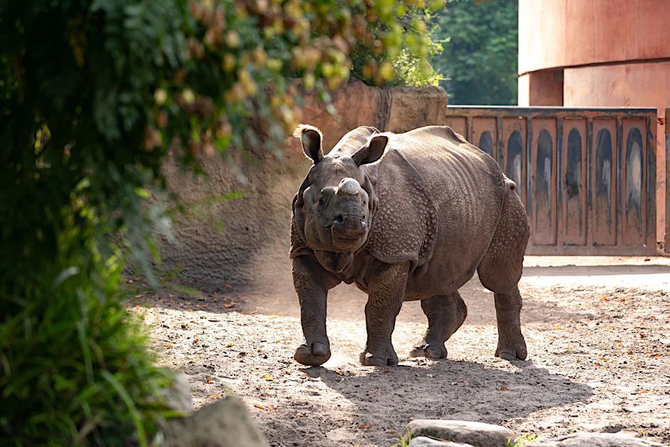 Panzernashorn-Weibchen Karuna erkundet im Zoologischen Garten Berlin ihr neues Revier.
