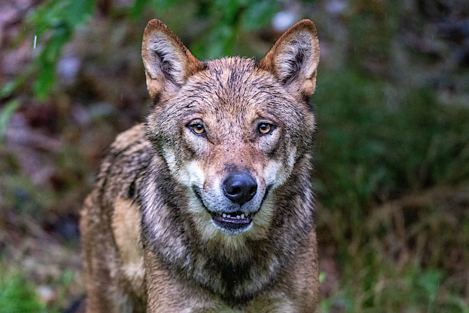 Wölfe in Brandenburg sind ein Auslöser für Konflikte zwischen Schäfern und Politik.